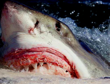 Τρομακτικό βίντεο: Καρχαρίας αρπάζει γυναίκα από το χέρι και τη τραβάει στο νερό